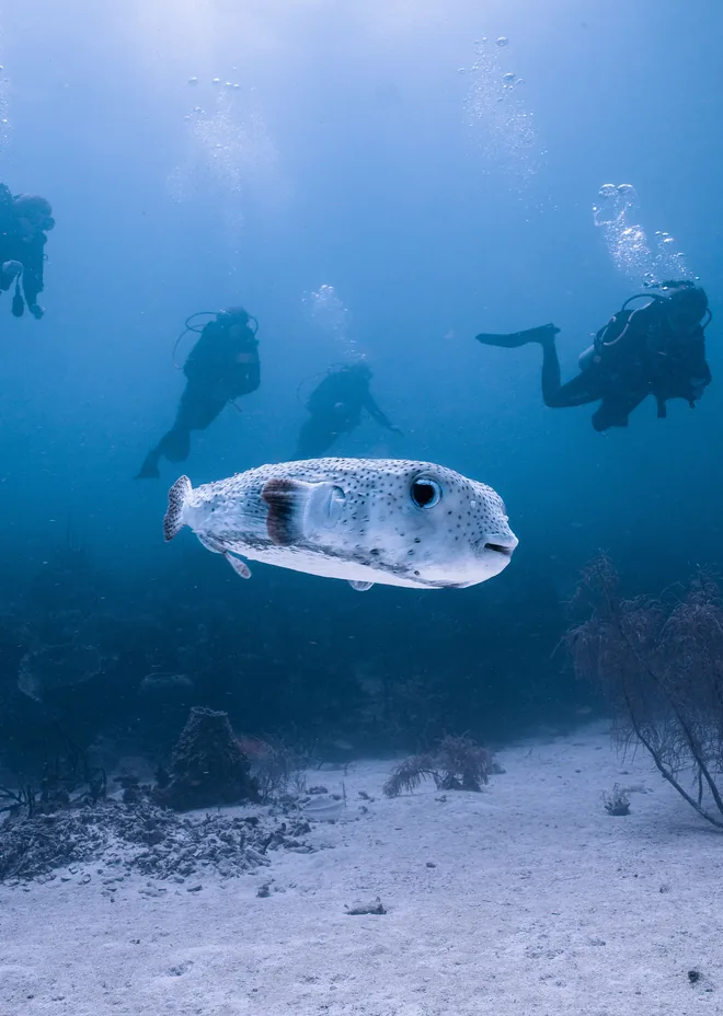 Buceo para buzos certificados