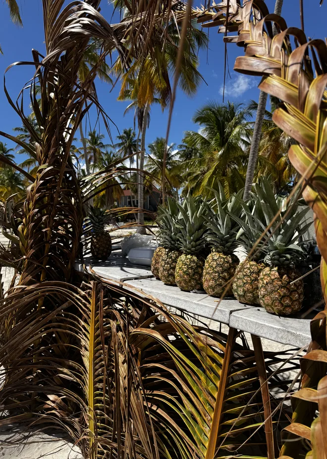Lancha privada a Saona