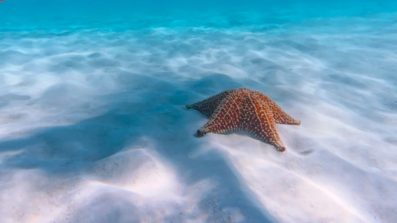 Isla Saona
